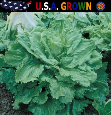 Exclusive 500 Broadleaf Batavian Endive Seeds Escarole Heirloom