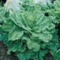 Exclusive 500 Broadleaf Batavian Endive Seeds Escarole Heirloom