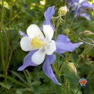 Top-Quality 250 Blue Columbine Flower Seeds Aquilegia Caerulea Perennial