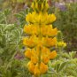 Premium 200 Yellow Lupine Flower Seeds Lupinus densiflorus aureus