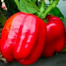 Top-Quality 1 oz Big Red Bell Pepper Seeds Heirloom - Non-GMO -(Approx 4000 Seeds)