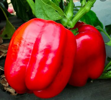 Top-Quality 1 oz Big Red Bell Pepper Seeds Heirloom - Non-GMO -(Approx 4000 Seeds)
