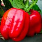 Top-Quality 1 oz Big Red Bell Pepper Seeds Heirloom - Non-GMO -(Approx 4000 Seeds)