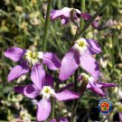 Exclusive 1000 Evening Scented Stock Flower Seeds Fragrant Matthiola Longipetala