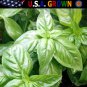 Top-Quality 250 Italian Large Leaf Basil Seeds Culinary Herb Great For Pesto
