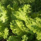 Best-Selling 2000 Southern Giant Curled Mustard Greens Seeds Heirloom