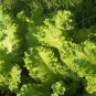 Best-Selling 2000 Southern Giant Curled Mustard Greens Seeds Heirloom