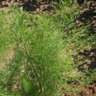 New Arrival 1oz Fennel Seeds Vegetable Herb NON-GMO Heirloom Gardening Approx 5600 Seeds