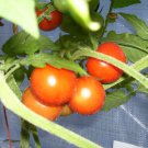 Exclusive 250 Large Red Cherry Tomato Seeds Premium Non-GMO, Open Pollinated, US Grown