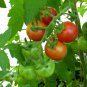 Exclusive 250 Large Red Cherry Tomato Seeds Premium Non-GMO, Open Pollinated, US Grown