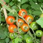 Exclusive 250 Large Red Cherry Tomato Seeds Premium Non-GMO, Open Pollinated, US Grown