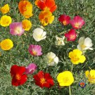 New Arrival 500 CALIFORNIA POPPY Flower Seeds Californica Formula Mix