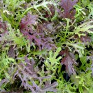 Premium 1500 Mizuna Red Streaks Mustard Seeds, Japanese Heirloom - Fresh Premium NonGMO