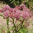 Best-Selling 40 Butterfly Pink Swamp Milkweed Seeds Asclepias incarnata Monarch Butterflies