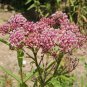 Best-Selling 40 Butterfly Pink Swamp Milkweed Seeds Asclepias incarnata Monarch Butterflies