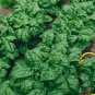 Top-Quality 1000 Bloomsdale Spinach Longstanding Garden Seeds Heirloom