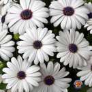 New Arrival 50 White Cape Daisy Flower Seeds Osteospermum eklonis