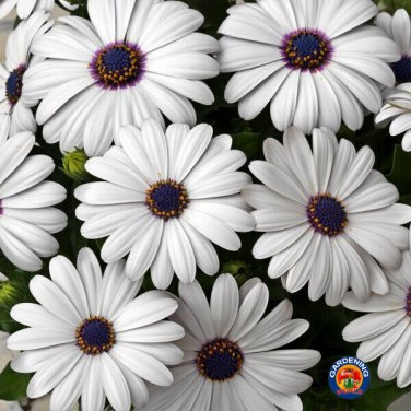 New Arrival 50 White Cape Daisy Flower Seeds Osteospermum eklonis