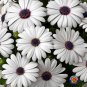 New Arrival 50 White Cape Daisy Flower Seeds Osteospermum eklonis