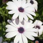 New Arrival 50 White Cape Daisy Flower Seeds Osteospermum eklonis