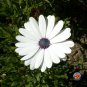 New Arrival 50 White Cape Daisy Flower Seeds Osteospermum eklonis