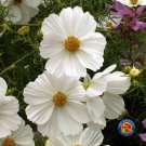Best-Selling 500 Cosmos Purity White Flower Seeds Bipinnatus
