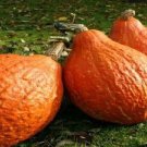 Premium 100 Hubbard Golden Winter Squash Seeds - Non-GMO - Always Fresh Seeds!