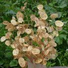 Best-Selling 250 Money Plant Flower Seeds Silver Dollars - Great For Dried Arrangements