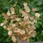 Best-Selling 250 Money Plant Flower Seeds Silver Dollars - Great For Dried Arrangements