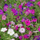New Arrival Petunia Seeds Dwarf Mix Nana Compacta Seeds