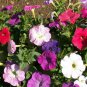 New Arrival Petunia Seeds Dwarf Mix Nana Compacta Seeds