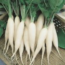 Exclusive 250 White Icicle Radish Seeds Heirloom - Non-GMO - Always Fresh Seeds!