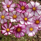Limited Edition 1000 Cosmos 
