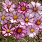Limited Edition 1000 Cosmos 