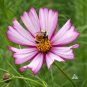Limited Edition 1000 Cosmos 