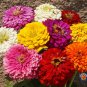Top-Quality 1oz Zinnia ""Dahlia Flowered Mix"" Flower Seeds Zinnia Elegans (Approx 4200 Seeds)