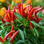 Best-Selling 150 Thai Chili Super Hot Pepper Seeds - Organic, NON-GMO, Heirloom