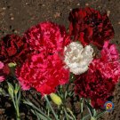 Limited Edition 200 Clove Carnation Seeds Chabaud Mix Doubles Dianthus caryophyllus