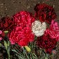 Limited Edition 200 Clove Carnation Seeds Chabaud Mix Doubles Dianthus caryophyllus
