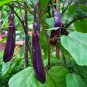 Limited Edition 250 Long Purple Eggplant Seeds Heirloom - Non-GMO - Always Fresh Seeds!