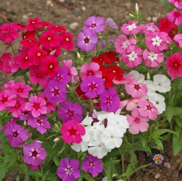 Premium 1oz Mixed Drummond Phlox Drummondii Flower Seeds (15,000+ Seeds)