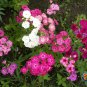 Premium 1oz Mixed Drummond Phlox Drummondii Flower Seeds (15,000+ Seeds)