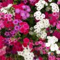 Premium 1oz Mixed Drummond Phlox Drummondii Flower Seeds (15,000+ Seeds)