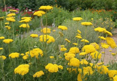 New Arrival Gold Yarrow Flower Seeds Yellow Achillea Millefolium Herb