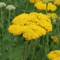 New Arrival Gold Yarrow Flower Seeds Yellow Achillea Millefolium Herb