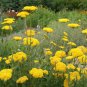 New Arrival Gold Yarrow Flower Seeds Yellow Achillea Millefolium Herb