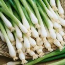 Best-Selling 200 Organic Tokyo Long White Bunching Onion Seeds, Scallions, NON-GMO