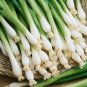 Best-Selling 200 Organic Tokyo Long White Bunching Onion Seeds, Scallions, NON-GMO