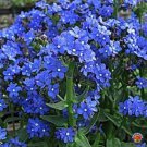 Premium 500 Blue Italian Alkanet Anchusa Capensis Flower Seeds Cape Forget-Me-Not