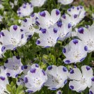 Limited Edition 1oz Five Spot Flower Seeds Nemophila maculata (Approx 4600 Seeds)